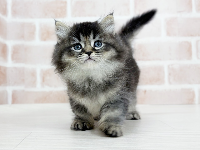 埼玉県のマンチカン (ペッツファーストさいたま新都心店/2025年9月9日生まれ/男の子/ブラウンタビー)の子猫の1枚目の画像