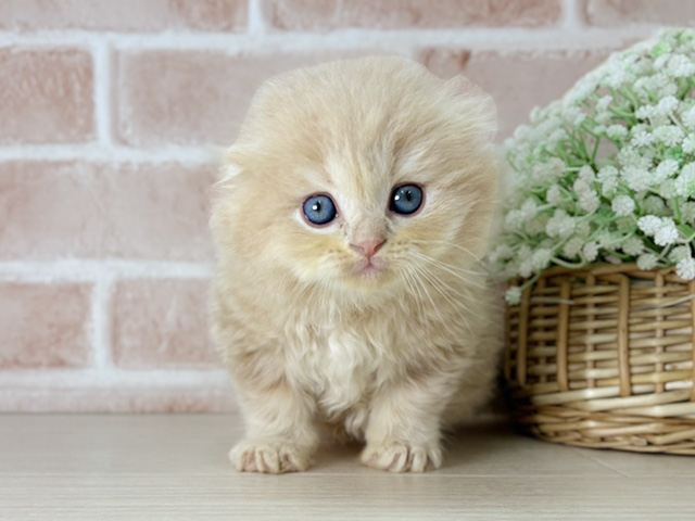 京都府のスコティッシュフォールド (ペッツファースト京都店/2025年9月7日生まれ/男の子/クリームタビー)の子猫の1枚目の画像