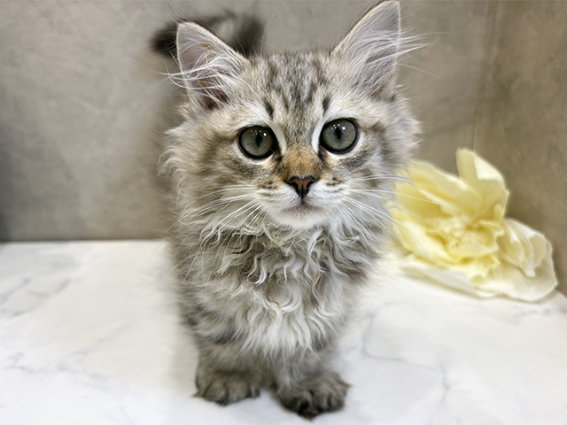 愛知県のマンチカン (ペッツファースト名古屋栄店/2025年9月6日生まれ/男の子/シルバータビー)の子猫の1枚目の画像