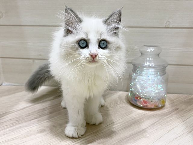 大阪府のラグドール (ペッツファーストららぽーと門真店/2025年9月1日生まれ/男の子/ブルーポイントバイカラー)の子猫の1枚目の画像