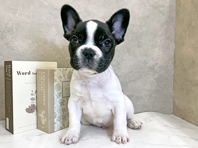 奈良県のフレンチブルドッグ (ペッツファースト橿原店/2025年9月10日生まれ/男の子/パイド)の子犬の1枚目の画像