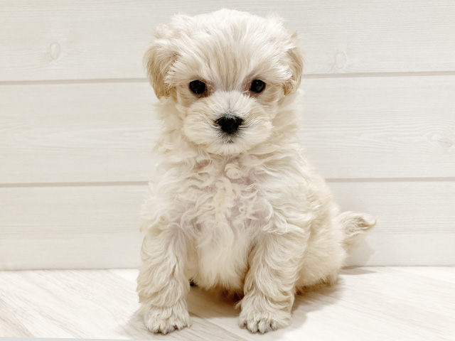 東京都のマルプー(マルチーズ×プードル) (ペッツファースト豊洲店/2025年9月10日生まれ/男の子/アプリコット)の子犬の1枚目の画像