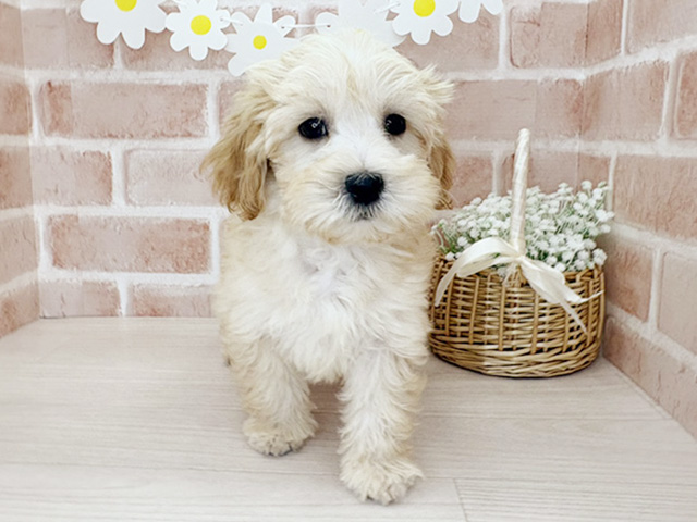 埼玉県のマルプー(マルチーズ×プードル) (ペッツファースト入間店/2025年9月10日生まれ/男の子/アプリコット)の子犬の1枚目の画像