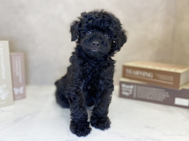 奈良県のトイプードル(タイニー) (ペッツファースト橿原店/2025年9月10日生まれ/男の子/ブラック)の子犬の1枚目の画像