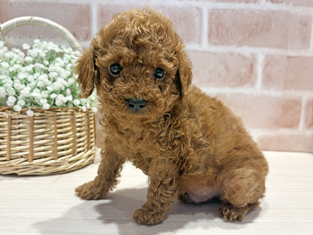 神奈川県のトイプードル(トイ) (ペッツファースト横浜元町店/2025年9月8日生まれ/男の子/レッド)の子犬の1枚目の画像