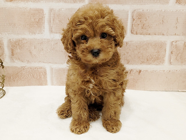 東京都のトイプードル(トイ) (ペッツファースト広尾店/2025年9月8日生まれ/男の子/レッド)の子犬