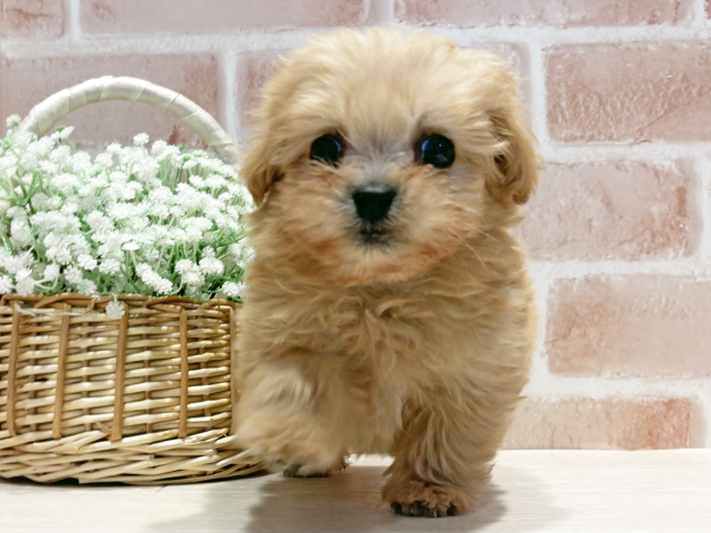 神奈川県のペキプー(ペキニーズ×プードル) (ペッツファースト横浜元町店/2025年9月10日生まれ/男の子/クリーム)の子犬