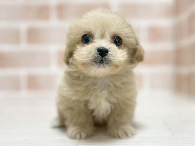 大阪府のペキプー(ペキニーズ×プードル) (ペッツファースト高槻店/2025年9月10日生まれ/女の子/クリーム)の子犬の1枚目の画像