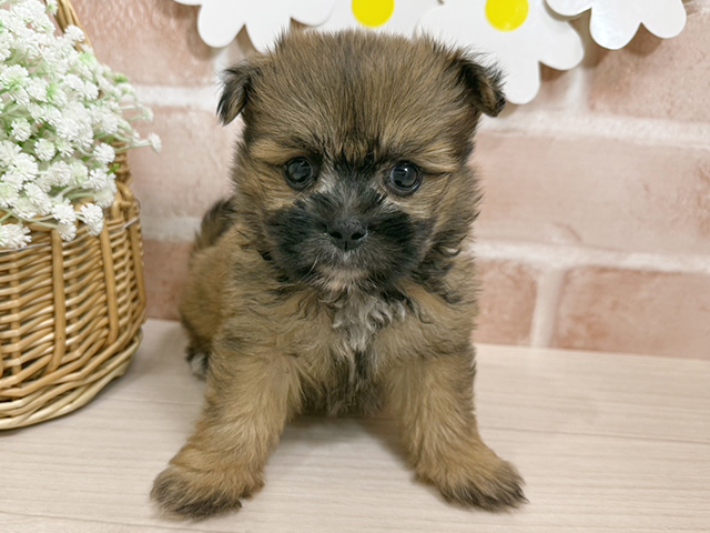 シーズーミックス