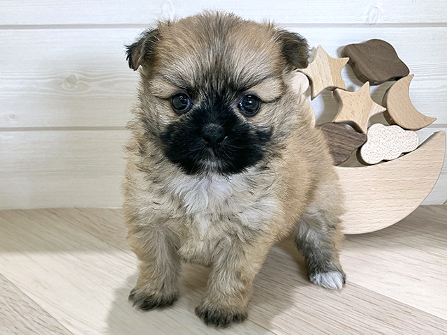 シーズーミックス