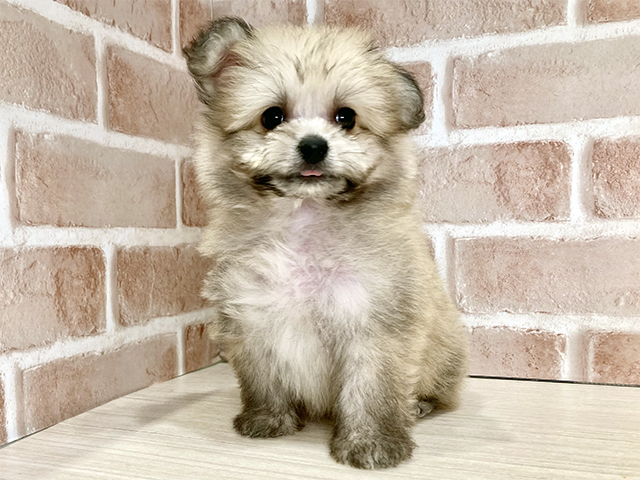 千葉県のポメビション(ポメラニアン×ビションフリーゼ) (ペッツファースト流山おおたかの森店/2025年9月10日生まれ/男の子/オレンジ)の子犬の1枚目の画像