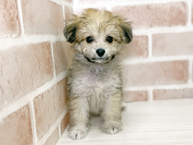 福岡県のポメビション(ポメラニアン×ビションフリーゼ) (ペッツファースト直方店/2025年9月10日生まれ/女の子/オレンジ)の子犬の1枚目の画像