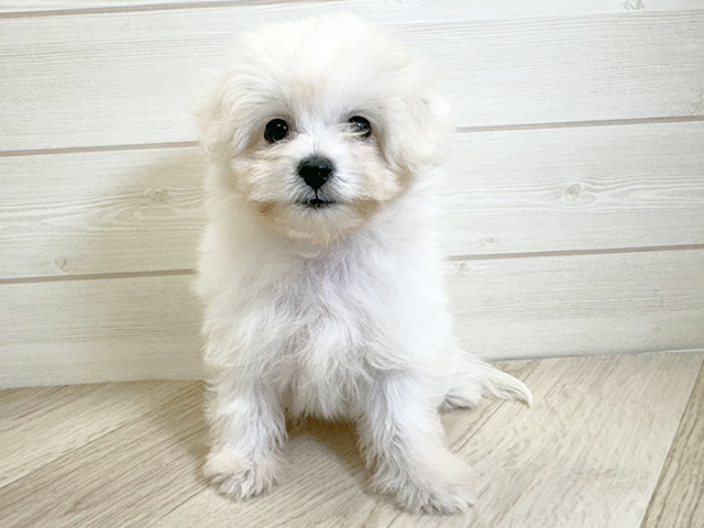 千葉県のポメビション(ポメラニアン×ビションフリーゼ) (ペッツファースト市川コルトンプラザ店/2025年9月10日生まれ/女の子/クリーム)の子犬の1枚目の画像