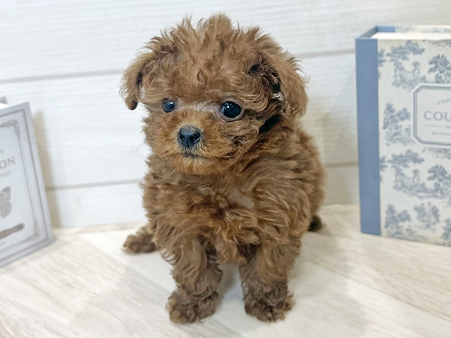 愛知県のトイプードル(ティーカップ) (ペッツファースト岡崎店/2025年9月10日生まれ/男の子/レッド)の子犬の1枚目の画像