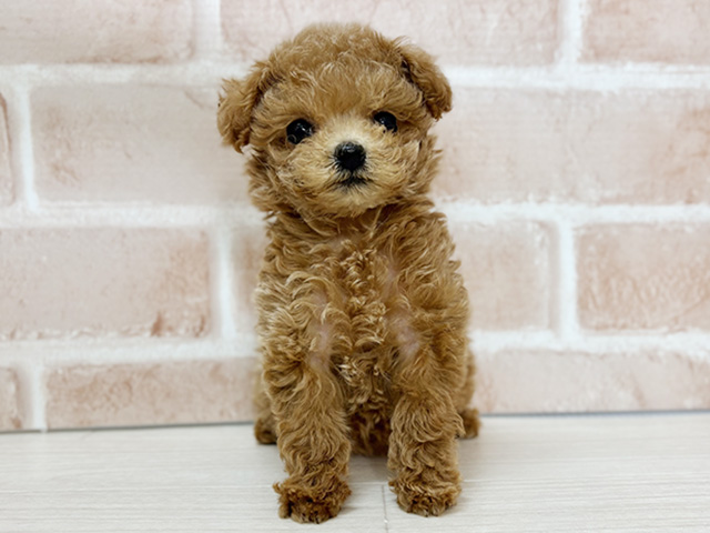 トイプードル