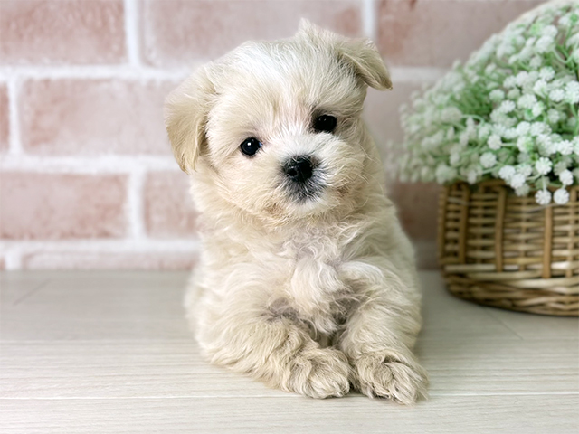 京都府のマルプー(マルチーズ×プードル) (ペッツファースト京都店/2025年9月10日生まれ/男の子/クリームホワイト)の子犬の1枚目の画像