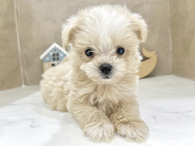 京都府のマルプー(マルチーズ×プードル) (ペッツファースト京都四条河原町店/2025年9月10日生まれ/女の子/クリームホワイト)の子犬の1枚目の画像