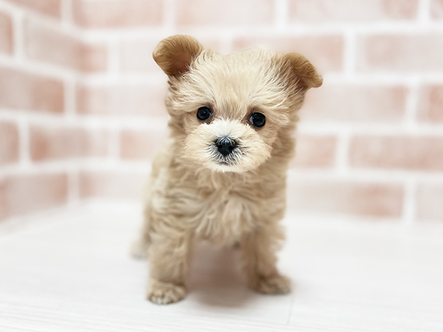 大阪府のマルプー(マルチーズ×プードル) (ペッツファースト高槻店/2025年9月10日生まれ/女の子/アプリコット)の子犬の1枚目の画像