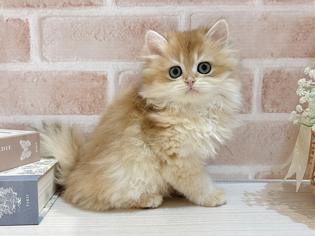東京都のブリティッシュロングヘアー (ペッツファースト自由が丘店/2025年9月10日生まれ/男の子/シェーデットゴールデン)の子猫の1枚目の画像