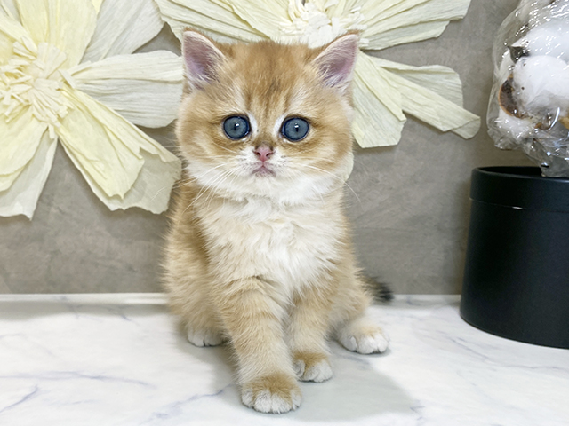兵庫県のブリティッシュショートヘアー (ペッツファースト神戸三宮センター街店/2025年9月10日生まれ/女の子/シェーデットゴールデン)の子猫の1枚目の画像