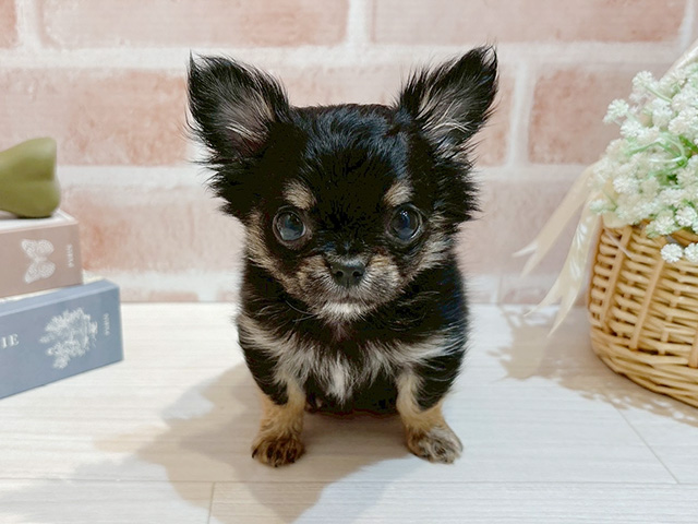 東京都のチワワ(ロング) (ペッツファースト自由が丘店/2025年9月10日生まれ/男の子/ブラックタンホワイト)の子犬の1枚目の画像