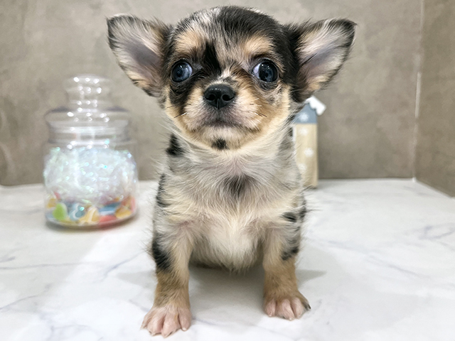 京都府のチワワ(ロング) (ペッツファースト京都四条河原町店/2025年9月7日生まれ/男の子/ブルーマール)の子犬の1枚目の画像