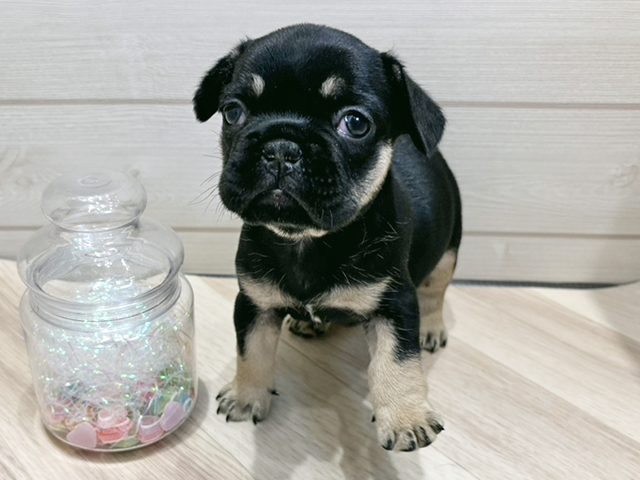 広島県のフレンチブルドッグ (ペッツファースト広島府中店/2025年9月9日生まれ/男の子/ブラックタン)の子犬の1枚目の画像