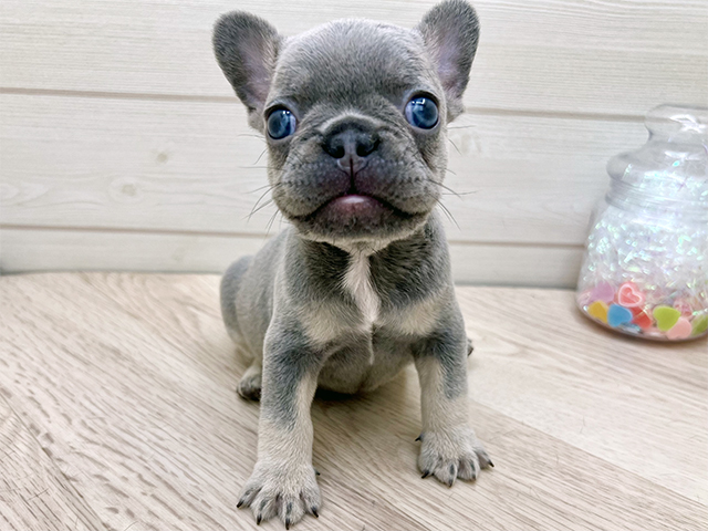 フレンチブルドッグ