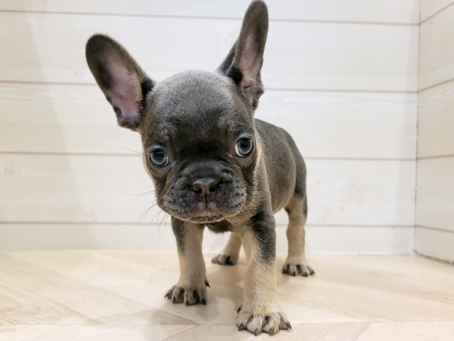 フレンチブルドッグ