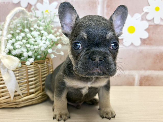 フレンチブルドッグ