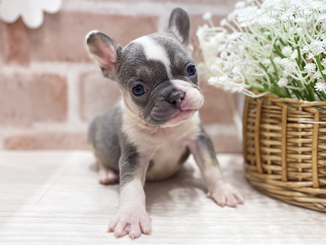 フレンチブルドッグ