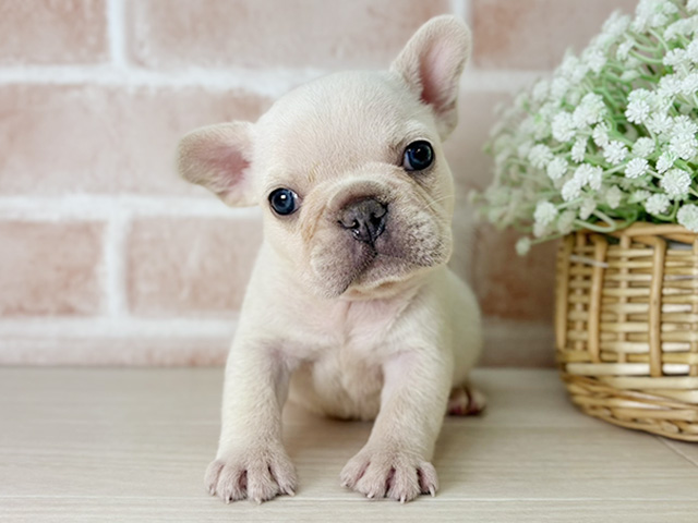 フレンチブルドッグ