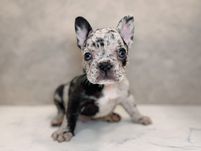 埼玉県のフレンチブルドッグ (ペッツファーストPETEMOレイクタウンmori店/2025年9月10日生まれ/男の子/チョコレートマール)の子犬の1枚目の画像