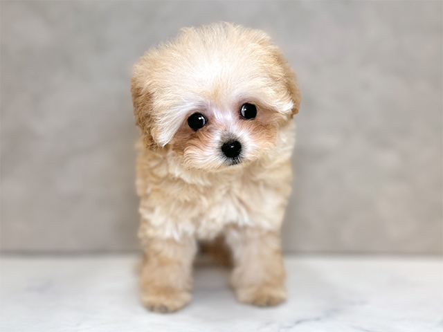 埼玉県のトイプードル(ティーカップ) (ペッツファーストPETEMOレイクタウンmori店/2025年8月25日生まれ/男の子/アプリコット)の子犬の1枚目の画像