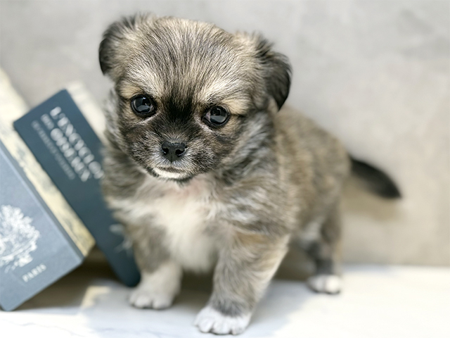 埼玉県のチワペキ/ペキチー/ペキチワ(チワワ×ペキニーズ) (ペッツファースト川口店/2025年9月10日生まれ/男の子/フォーンホワイト)の子犬の1枚目の画像