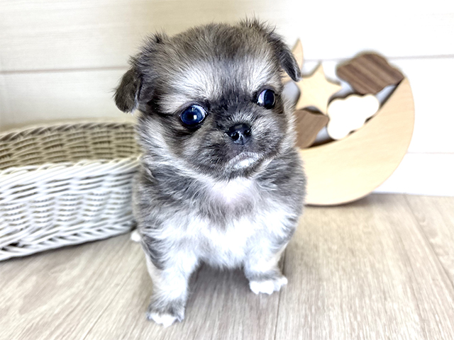 愛知県のチワペキ/ペキチー/ペキチワ(チワワ×ペキニーズ) (ペッツファースト大高店/2025年9月10日生まれ/男の子/ブルーフォーンホワイト)の子犬の1枚目の画像