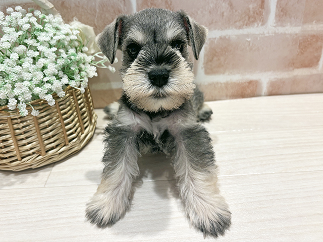 ミニチュアシュナウザー