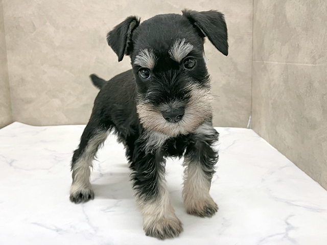 東京都のミニチュアシュナウザー (ペッツファースト八王子多摩美大前店/2025年9月10日生まれ/女の子/ブラックシルバー)の子犬の1枚目の画像