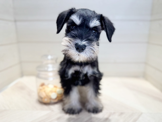 群馬県のミニチュアシュナウザー (ペッツファースト高崎店/2025年9月10日生まれ/女の子/ブラックシルバー)の子犬