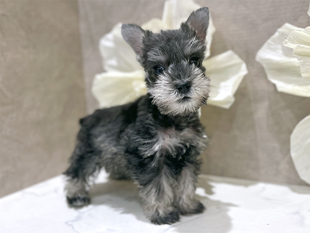 東京都のミニチュアシュナウザー (ペッツファースト新宿店/2025年9月3日生まれ/女の子/ソルトペッパー)の子犬の1枚目の画像