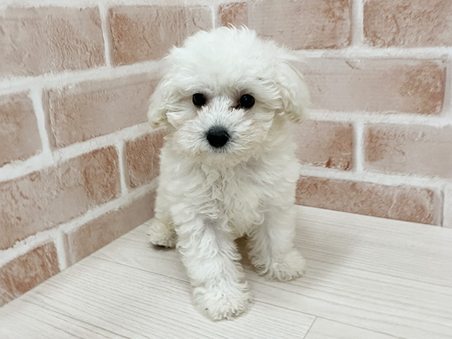 大阪府のトイプードル(トイ) (ペッツファースト東大阪店/2025年9月3日生まれ/男の子/ホワイト)の子犬