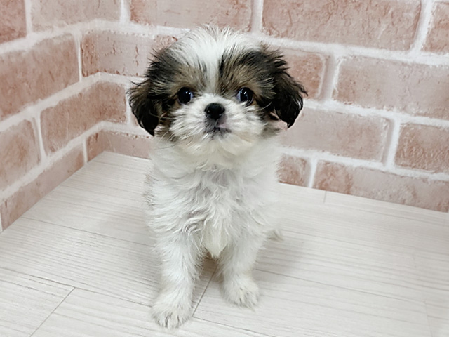 大阪府のチワズー/チワシーズ(チワワ×シーズー) (ペッツファースト東大阪店/2025年9月4日生まれ/男の子/ホワイトゴールド)の子犬の1枚目の画像