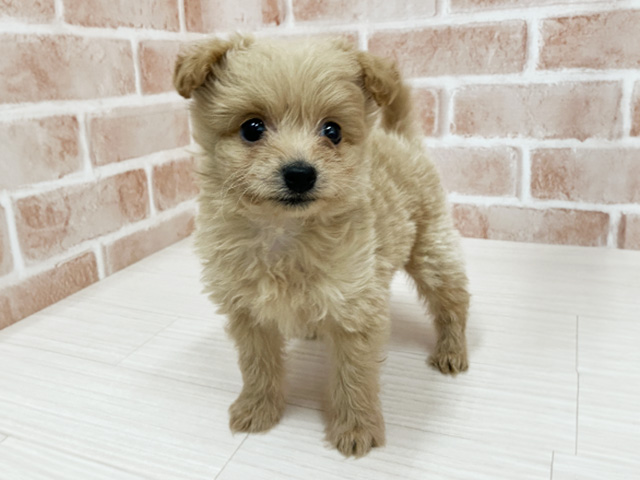 大阪府のポメプー(ポメラニアン×プードル) (ペッツファースト東大阪店/2025年8月30日生まれ/男の子/アプリコット)の子犬