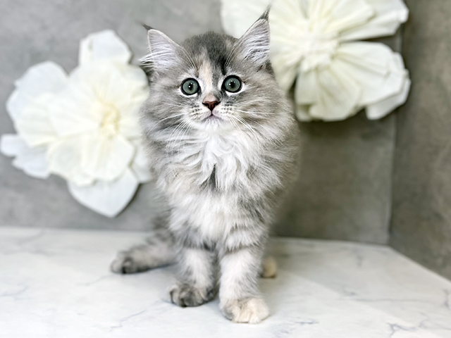 東京都のサイベリアン (ペッツファースト下北沢店/2025年8月27日生まれ/女の子/ブルーパッチドタビー)の子猫の1枚目の画像
