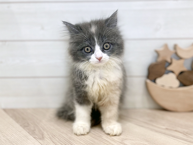 千葉県のサイベリアン (ペッツファーストららぽーとTOKYO-BAY店/2025年9月5日生まれ/女の子/ダイリュートキャリコ)の子猫