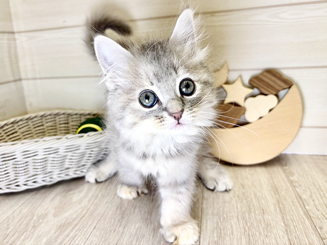 愛知県のサイベリアン (ペッツファースト大高店/2025年9月10日生まれ/女の子/ブルーパッチドタビー)の子猫
