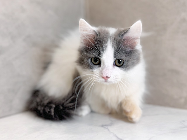 埼玉県のマンチカン (ペッツファーストPETEMOレイクタウンmori店/2025年9月2日生まれ/女の子/ブルーホワイト)の子猫の1枚目の画像