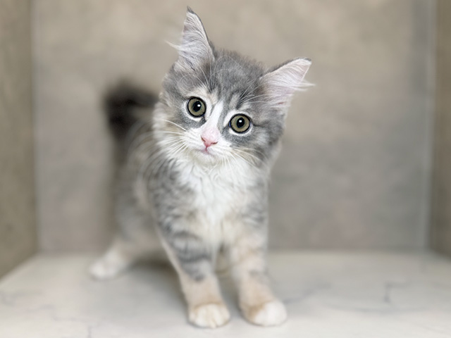 埼玉県のサイベリアン (ペッツファーストPETEMOレイクタウンmori店/2025年8月14日生まれ/女の子/ダイリュートキャリコ)の子猫の1枚目の画像