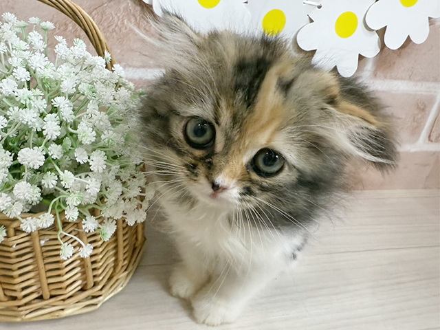 静岡県のスコティッシュフォールド (ペッツファースト富士南店/2025年9月4日生まれ/女の子/キャリコ)の子猫