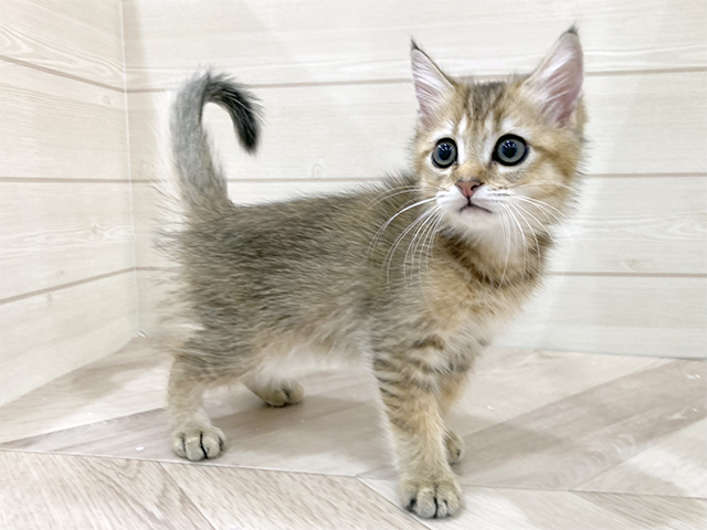 福岡県のブリティッシュショートヘアー (ペッツファースト福岡天神店(c)/2025年9月6日生まれ/男の子/ゴールデン)の子猫